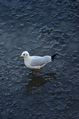 Every year during the month of November to March.Seagulls are a lot of migration to the city SamutPrakarn(Thailand)