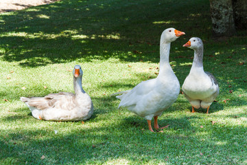 Three Geese