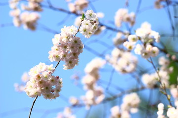 Cherry blossom tree