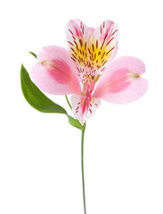 Pink flower of alstroemeria  isolated on white background.