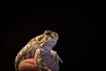 European green toad - Bufo viridis in mans hand, black background