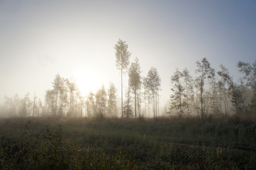 Bright misty forest landscape 