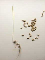 Grown plant from the seed