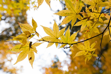Autumn color change in Japan