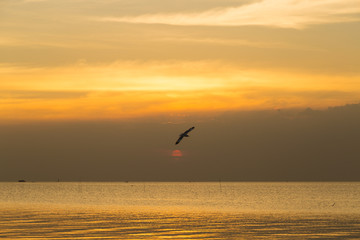 Bird flying in the sea