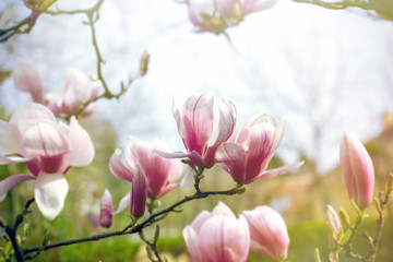 Flowering magnolia flower, beautiful blossomed magnolia branches in spring