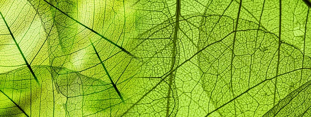 Foto auf Acrylglas Makrofotografie grünes Laub Textur