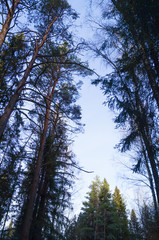 Obraz premium tree tops sky