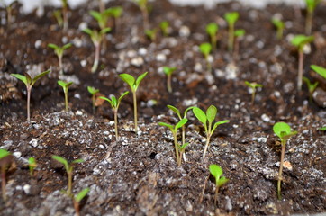 Малые саженцы цинерарии морской - выращивание цветов