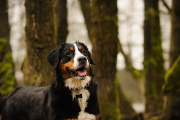 Bernese Mountain Dog standing in dark forest