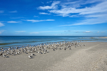 Fototapeta na wymiar Seagulls on Beautiful Florida Coastline