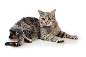 cat lying on white background