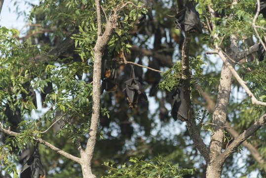 Giant Fruit Bat On Tree