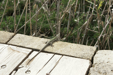 Riserva naturale Vendicari