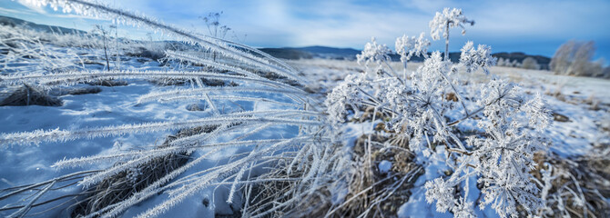 frozen grass