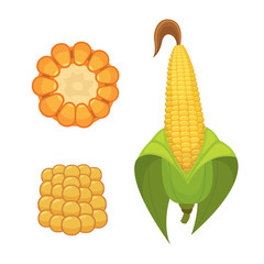 Organic Corn Isolated on White Background. Agriculture farm vegetable for popcorn vector. Corncob with leafs vegeterian food illustration
