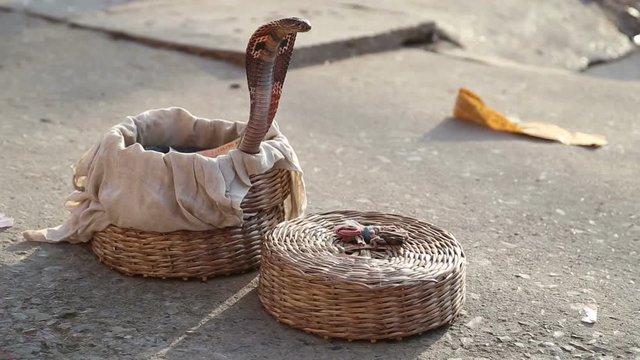 Snake coming out from a basket at street in Varanasi.