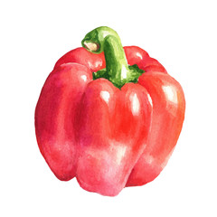Watercolor hand drawn pepper illustration, capsicum isolated on white background.