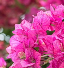 Bougainvillea