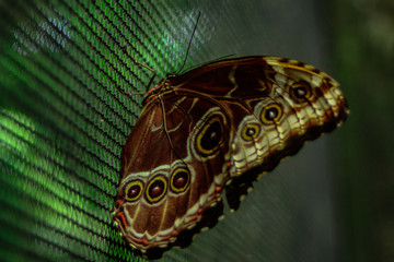 Schmetterling