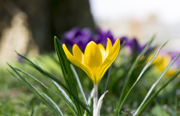 Gelbe Krokusse im Frühling 