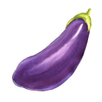 Watercolor eggplant delicious illustration, isolated on white background realistic food art.