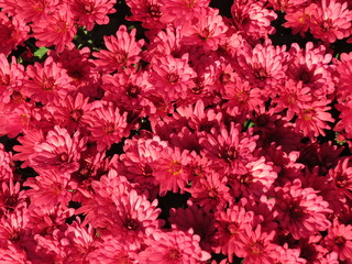 Pays de la Loire - Vend&eacute;e - Chrysanth&egrave;mes rouges