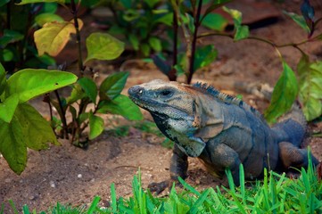 A big Iguana sunbathing somewhere in Mexico