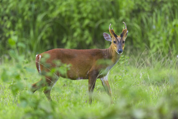Muntiacus muntjak or fea's barking deer or so called fea's muntjac with flowers in background, Khao Yai National Park