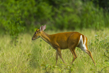 Muntiacus muntjak or fea's barking deer or so called fea's muntjac with flowers in background, Khao Yai National Park