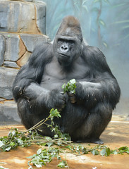 Fototapeta premium Male western lowland gorilla (Gorilla gorilla gorilla)