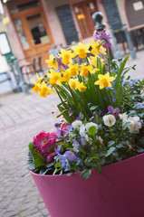 Jonquille dans les ruelles d'un typique village alsacien