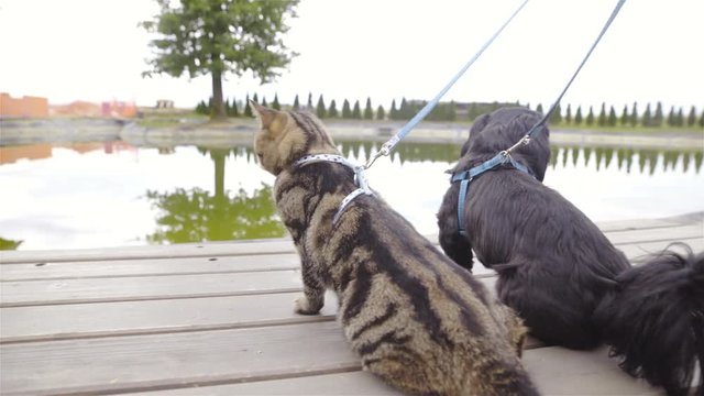 Cat and dog sit on lake pier enjoying view 4K
