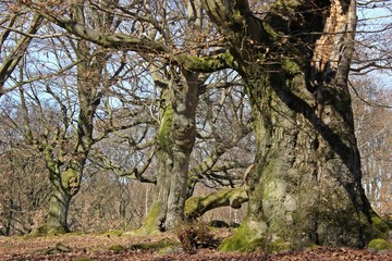Skurrile Hutebuche mit Gesicht im Hutewald Halloh
