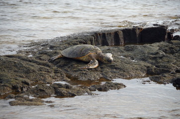 Meeresschildkröte an der Küste
