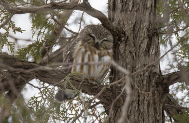 Northern Saw-whet Owl portrait