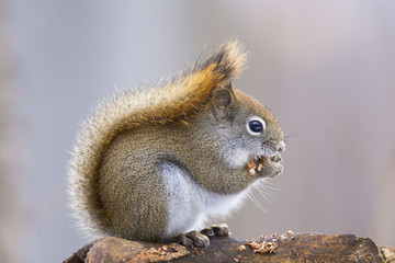 American Red Squirrel -