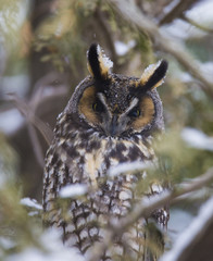 Long-eared Owl 