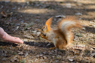Naklejka na ściany i meble Squirrel takes walnut from hand
