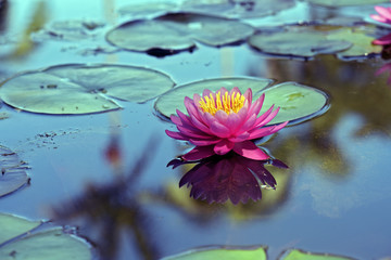 Water lily on the dark of the lake