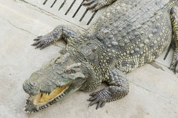 Crocodile in the zoo open, Thailand