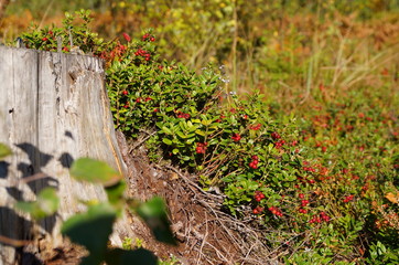 Cowberry in the forest