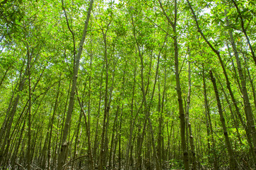 Fototapeta na wymiar Photo of green fertile mangrove forests of Thailand.