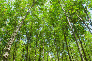 Photo of green fertile mangrove forests of Thailand.