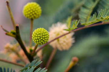 Acacia Nile or Arabian acacia before flowering