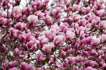 Magnolia tree blossom