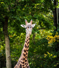 Masai Giraffe