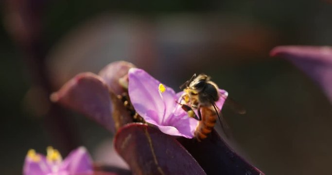 Micro shot of the Flowers