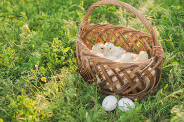 Easter background. Chickens in basket. Eggs on grass