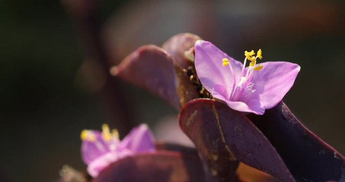 Micro shot of the Flowers